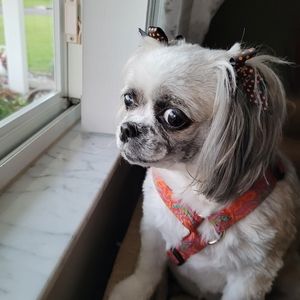 Meet your Posher, Patricia